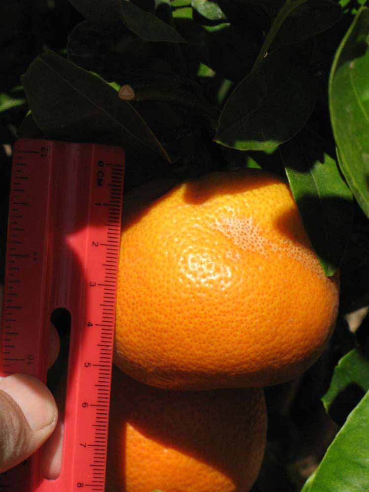            Fruit (Riverside, CA)   